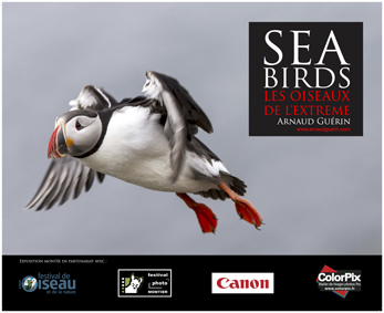 affiche expo Sea Birds web