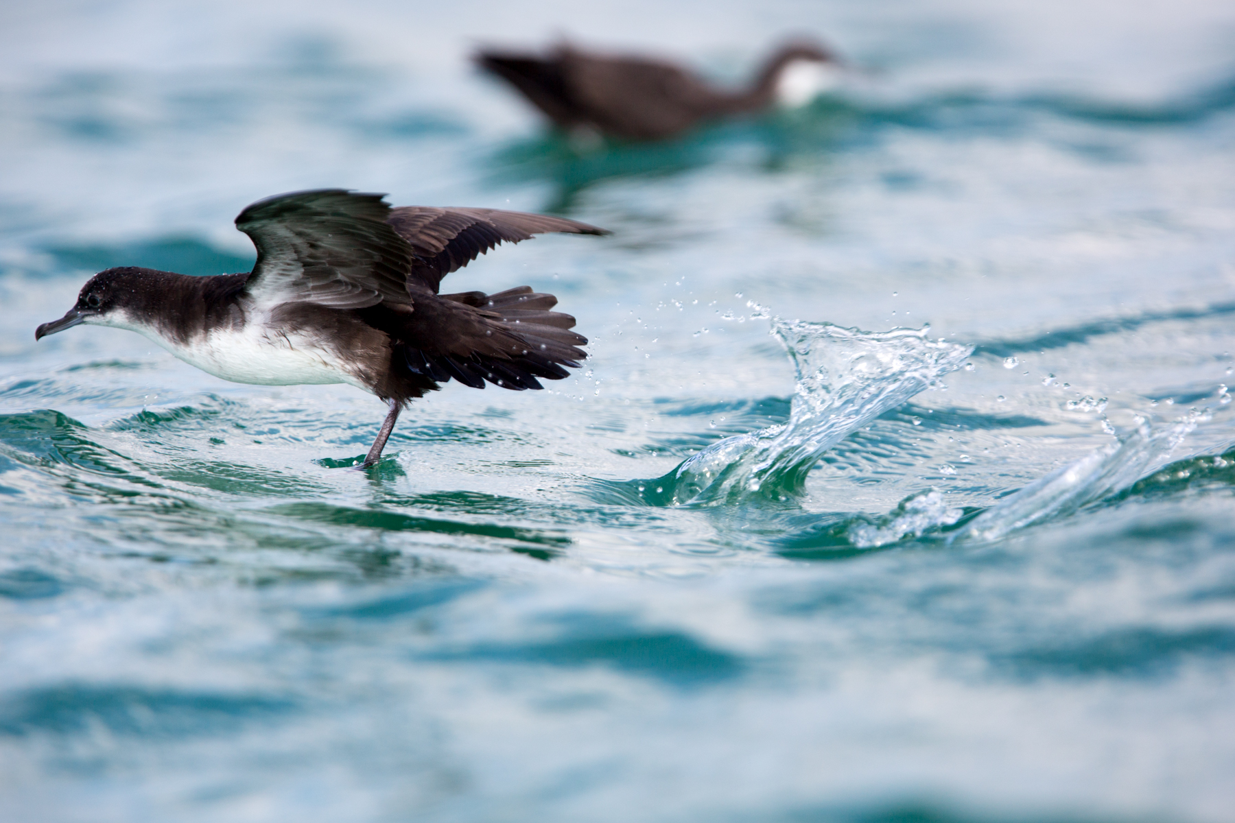 Galapagos - copyright Arnaud Guérin - Lithosphère