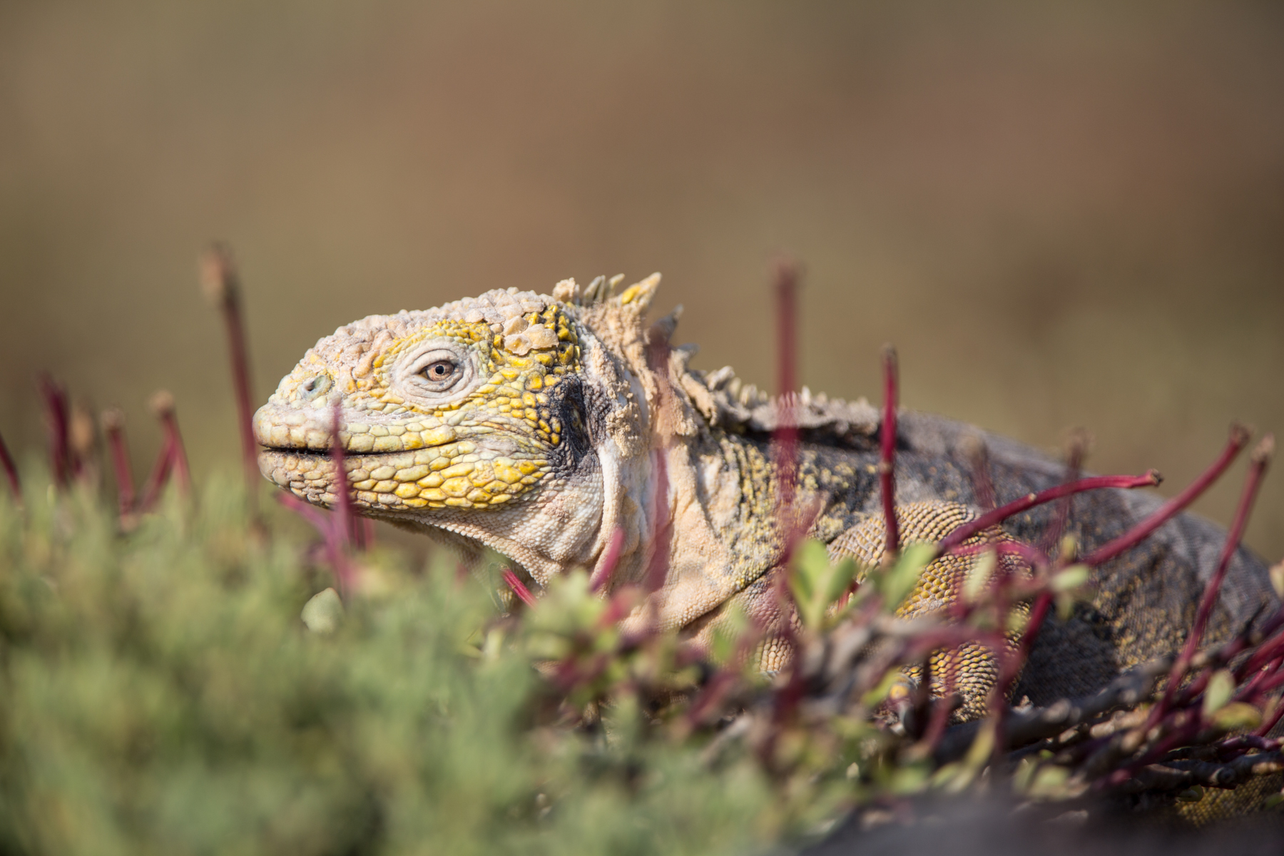 Galapagos - copyright Arnaud Guérin - Lithosphère