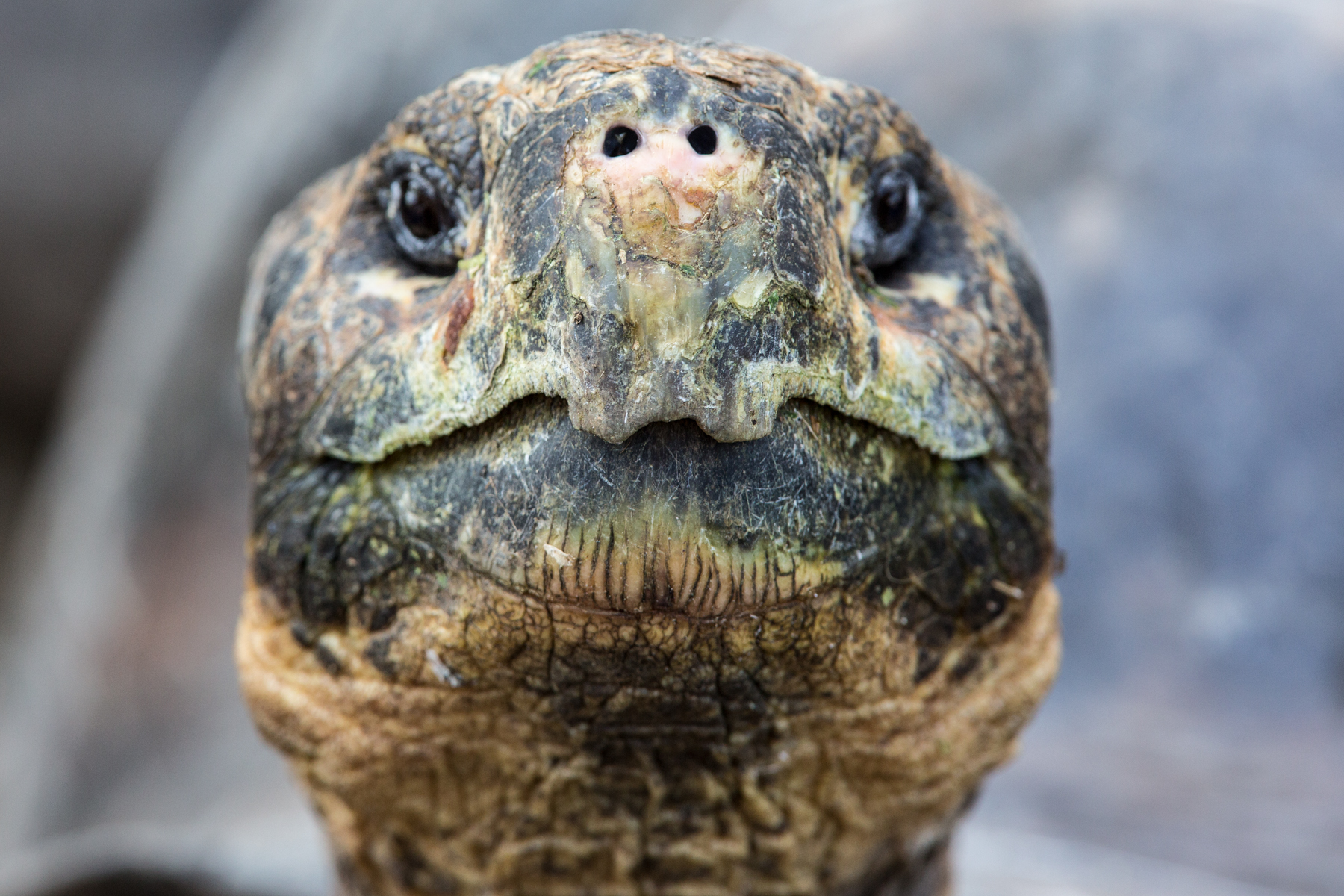 Galapagos - copyright Arnaud Guérin - Lithosphère