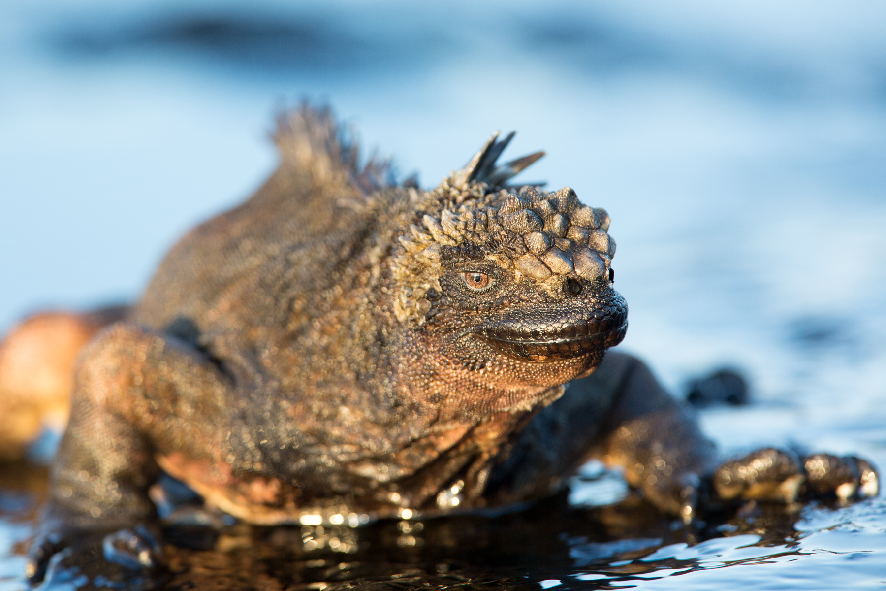 Galapagos - copyright Arnaud Guérin - Lithosphère