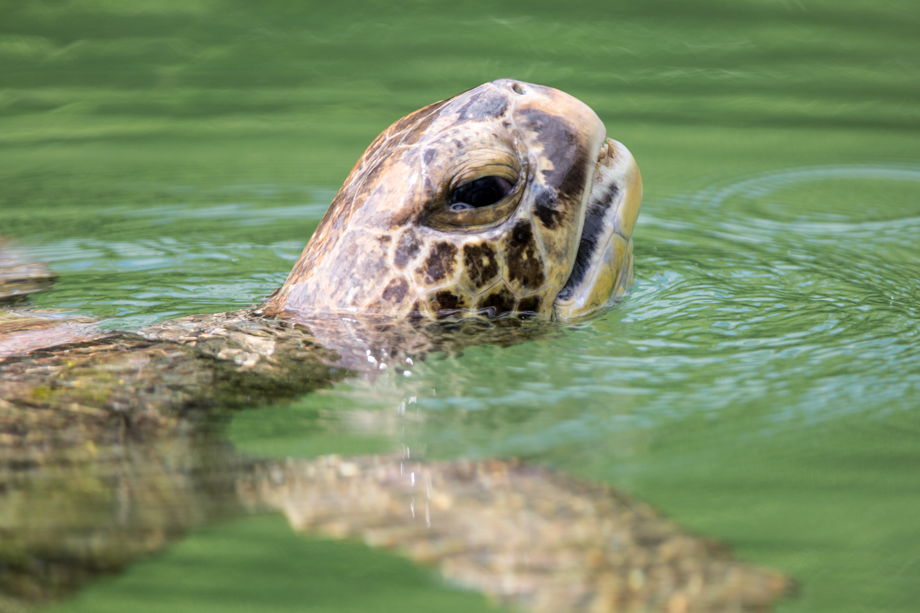 Galapagos - copyright Arnaud Guérin - Lithosphère