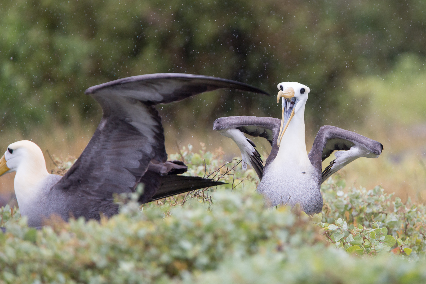 Galapagos - copyright Arnaud Guérin - Lithosphère