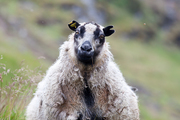 Mouton Islande