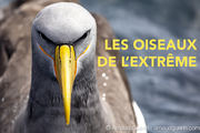 OISEUA XDE L'EXTREME